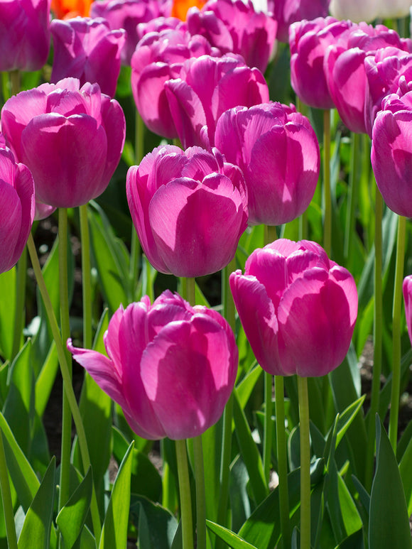 Darwin-Hybrid Tulpe Purple Pride kaufen