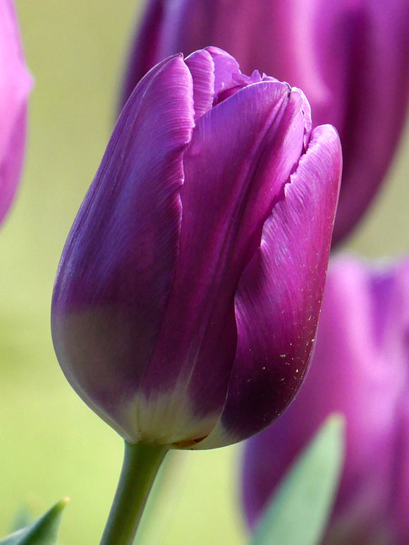 Tulpenzwiebeln Purple Prince bestellen