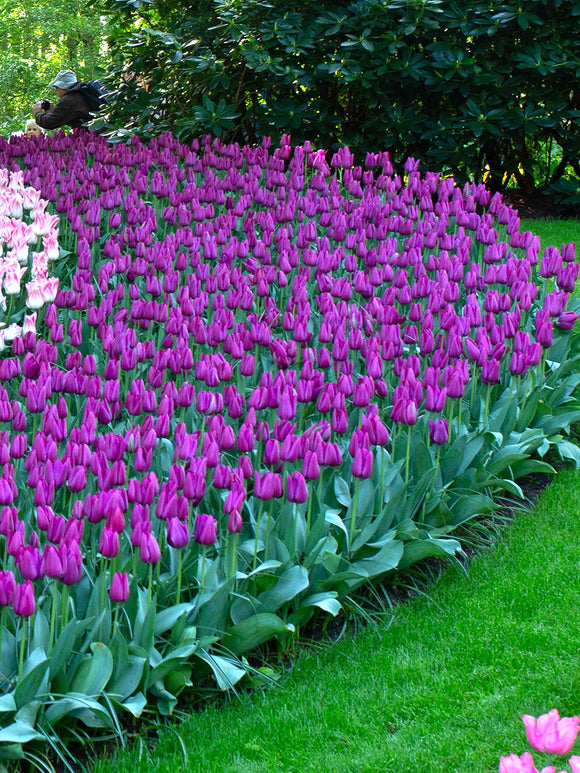 Tulpen Blumenzwiebeln kaufen Purple Prince
