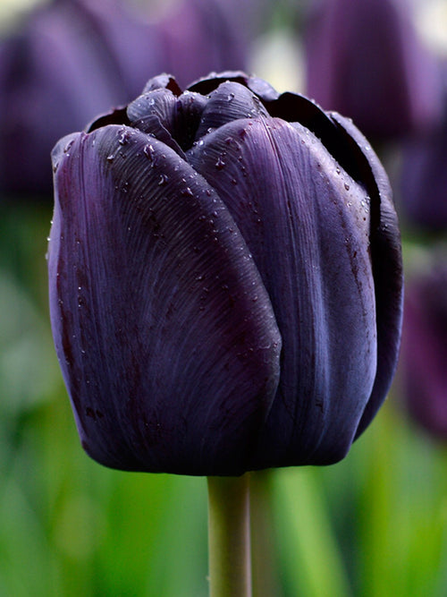 Schwarze Tulpe 'Queen of Night' online kaufen