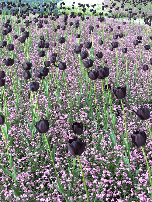 Tulpenzwiebeln Queen of Night