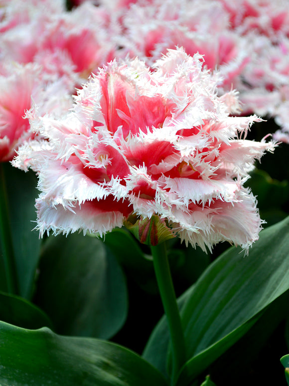 Gefranste Tulpe Queensland Tulpenzwiebeln kaufen