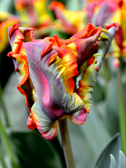 Papagei-Tulpe 'Rainbow Parrot'
