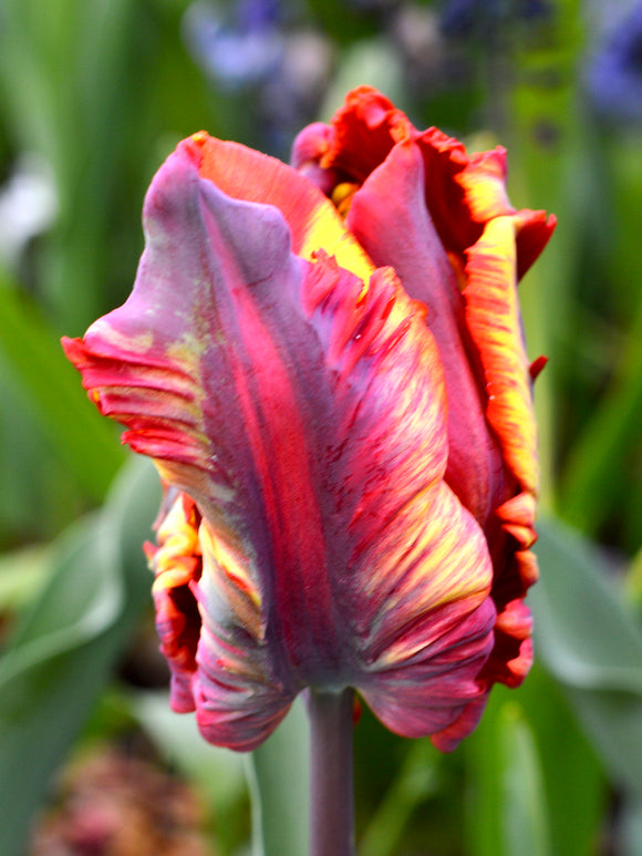 Papagei-Tulpe 'Rainbow Parrot'