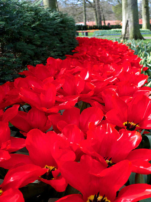 Tulpenzwiebeln Red Emperor