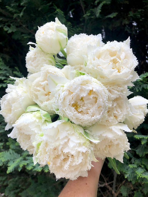 Gefranste Tulpen 'Snow Crystal' weiß Gefüllt kaufen