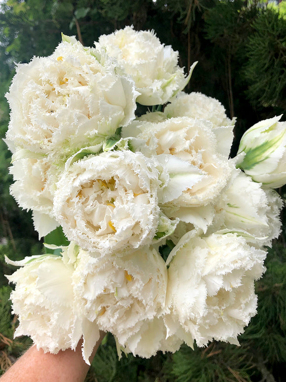 Gefranste Tulpen 'Snow Crystal' weiß Gefüllt kaufen