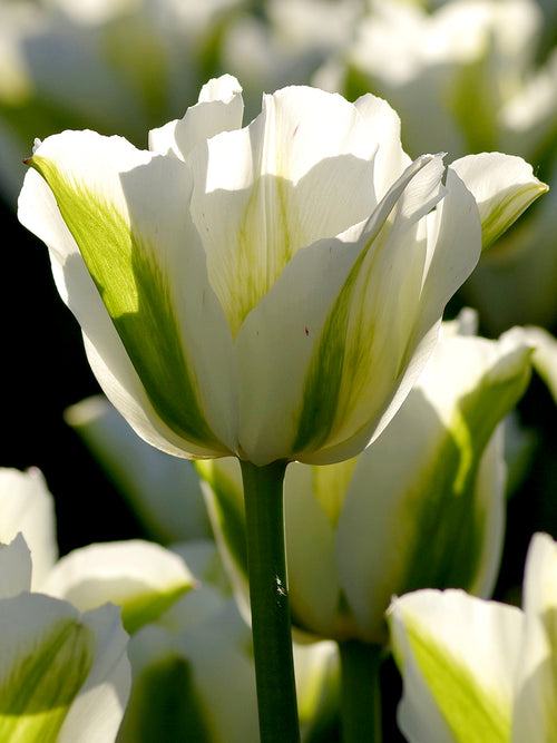 Viridiflora Tulpe, Grüne-Tulpe 'Spring Green'