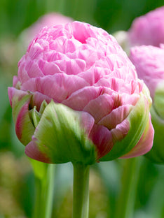 Tulpe Strawberry Cream