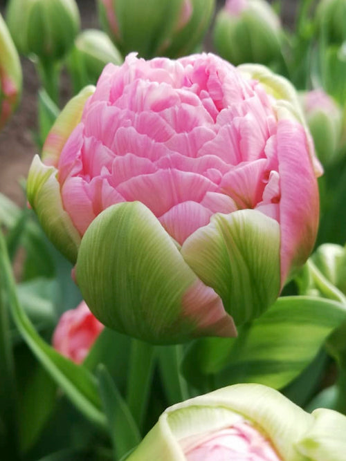 Kaufen Tulpe Strawberry Cream