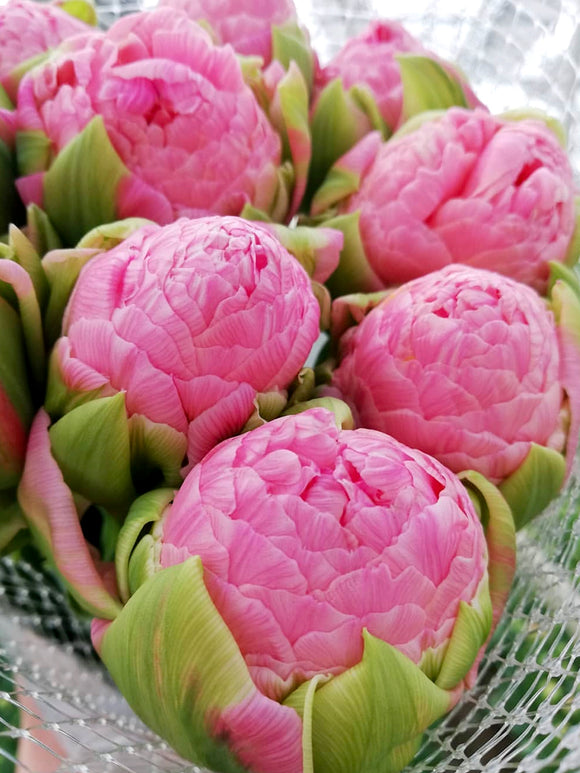 Kaufen Tulpe Strawberry Cream