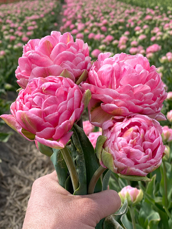 Kaufen Tulpe Strawberry Cream - DutchGrown