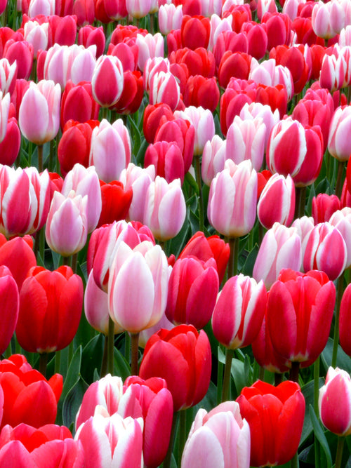 Tulpenzwiebeln Rosa Mischung