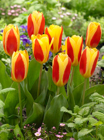 Tulpe Stresa