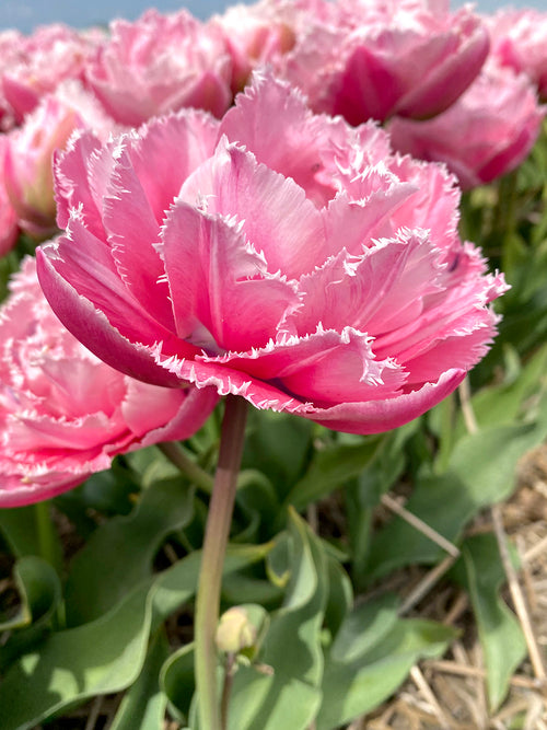 Gefranste Tulpen 'Sugar Crystal' zwiebeln Babyrosa Gefüllt kaufen