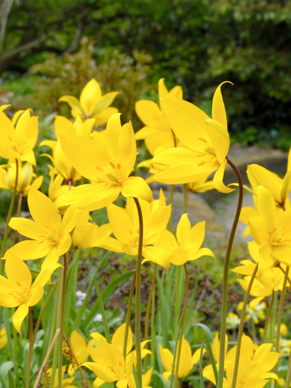 Tulipa Sylvestris - Wilde Tulpe kaufen