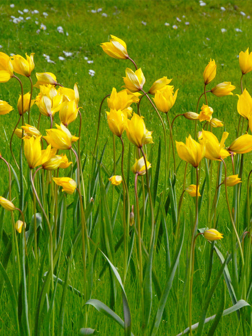 Tulipa Sylvestris – Wilde Tulpe kaufen
