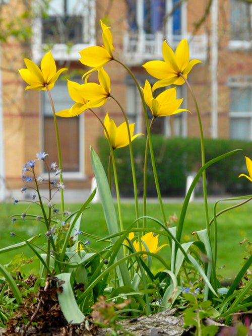 Tulipa sylvestris – Weinberg-Tulpe