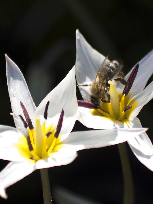 Tulipa turkestanica (Wildtulpen) bestellen