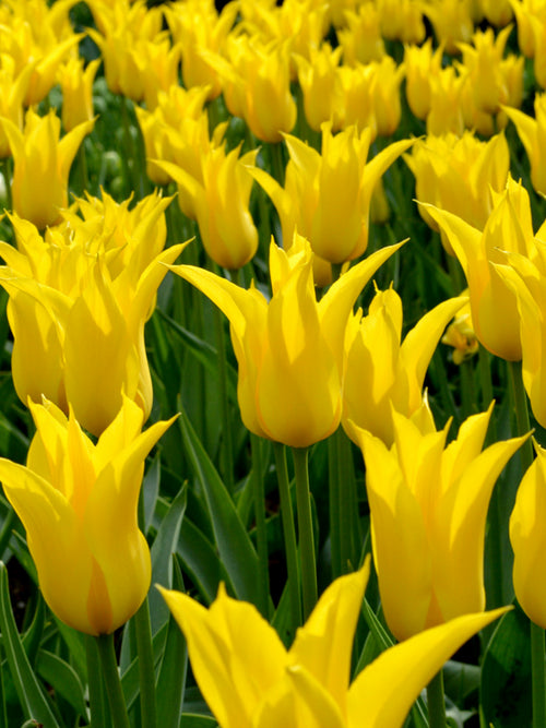 Tulpe West Point Bestellen aus Holland