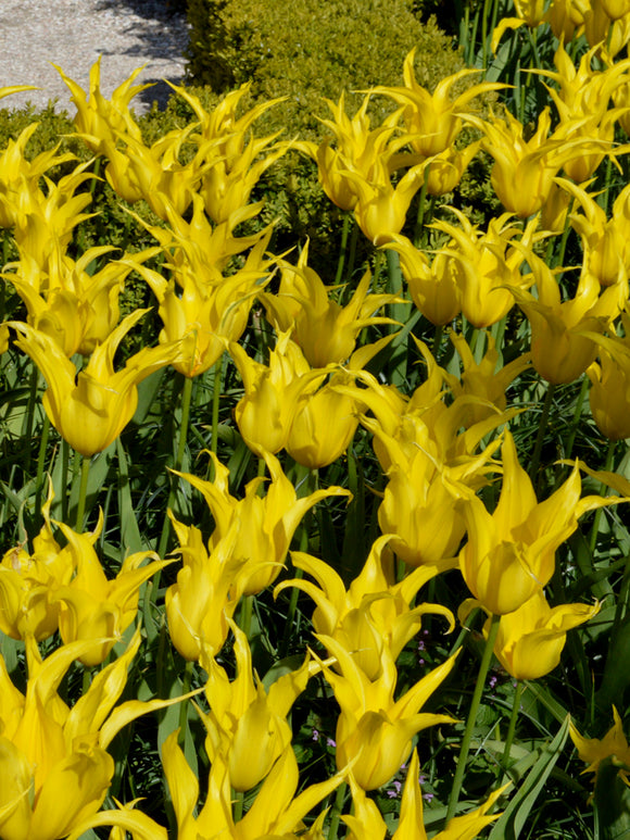 Tulpe West Point Kaufen