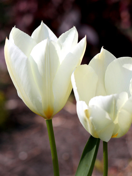 Tulpenzwiebeln White Emperor/Purissima Weiß