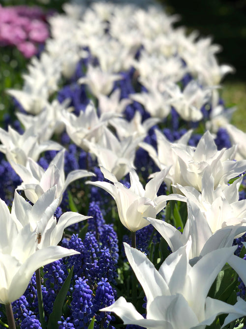 Tulipa 'White Triumphator' kaufen