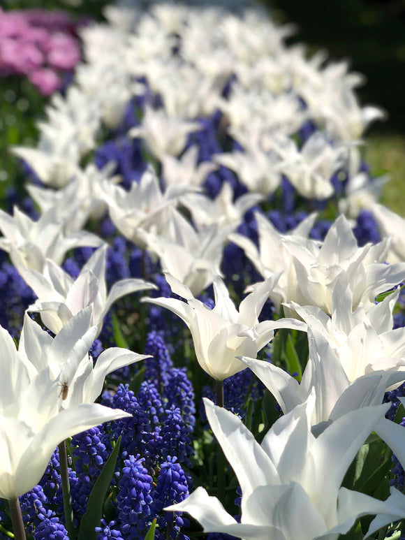 Tulipa 'White Triumphator' kaufen