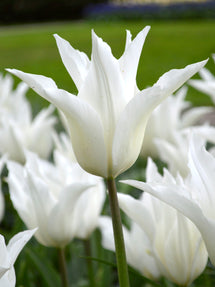 Tulpe White Triumphator