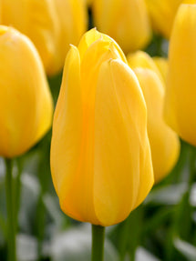 Tulpe Yellow Emperor