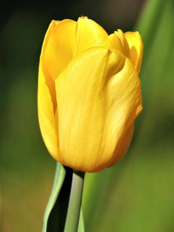 Tulpe 'Yellow Emperor'