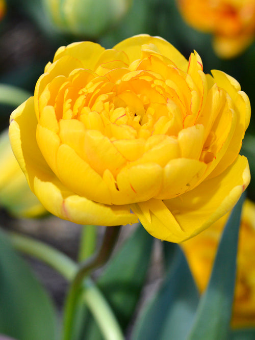 Tulpe Yellow Pomponette