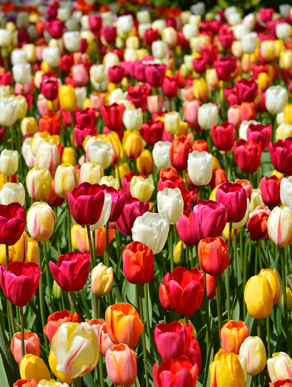 Einfache späte Tulpen Mischung