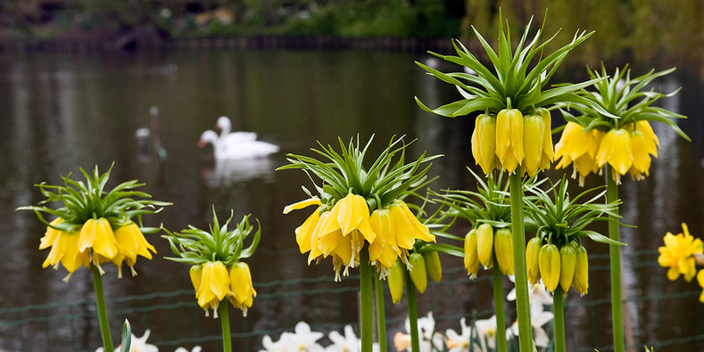 Pflanzhinweise: So pflanzen Sie Fritillarien