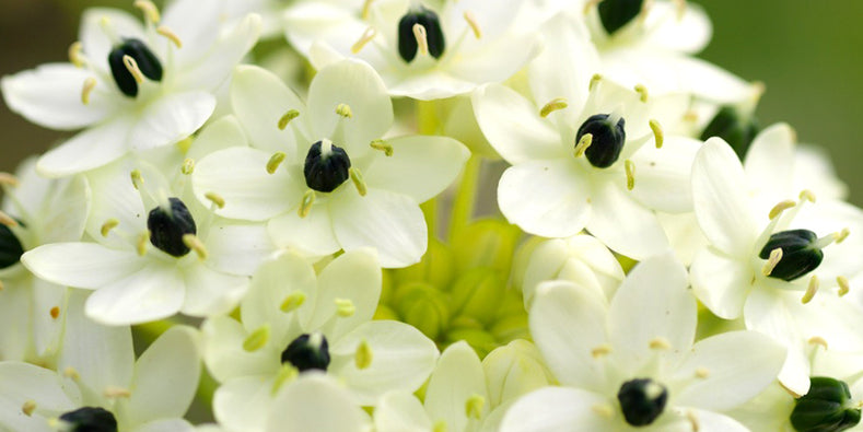 Pflanzhinweise: So pflanzen Sie Milchsterne (Ornithogalum)