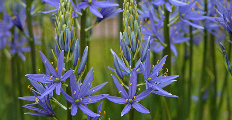 Pflanzhinweise: So pflanzen Sie Prärielilien (Camassia)