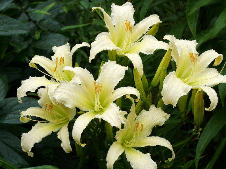 Anleitung zum Wachsen: Wie man Taglilien (Hemerocallis) anpflanzt