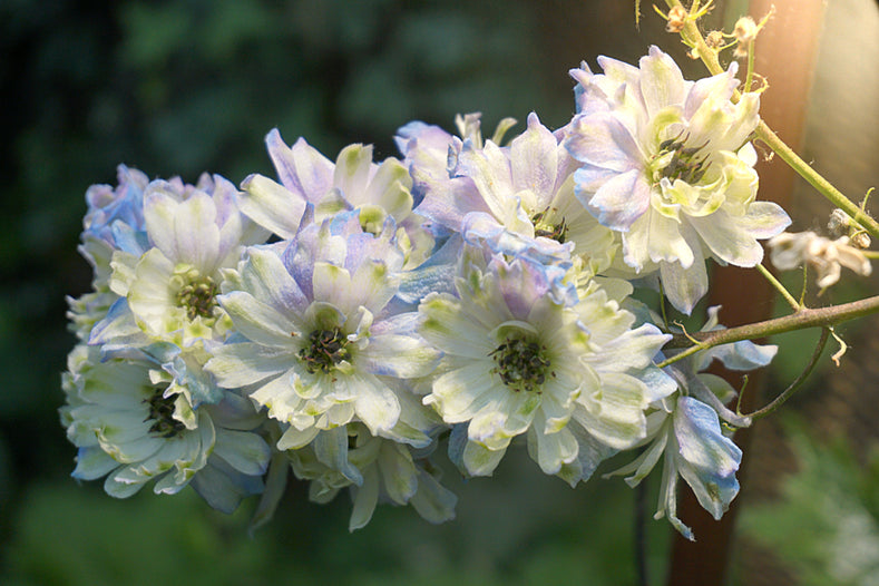 Anleitung zum Anpflanzen: Wie man Rittersporn (Delphinium) anpflanzt