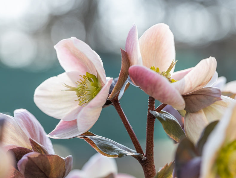 Anleitung zum Wachsen: Wie man Helleborus anpflanzt