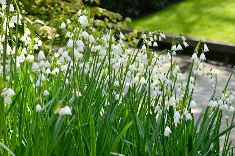 Pflanzhinweise: So pflanzen Sie Leucojum „Gravetye Giant“ (Sommer-Knotenblume)