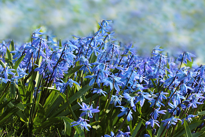 Pflanzhinweise: So pflanzen Sie Blausterne (Scilla)