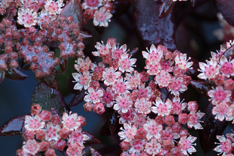 Anleitung zum Anpflanzen: Sedum (Mauerpfeffer, Fetthenne) anpflanzen