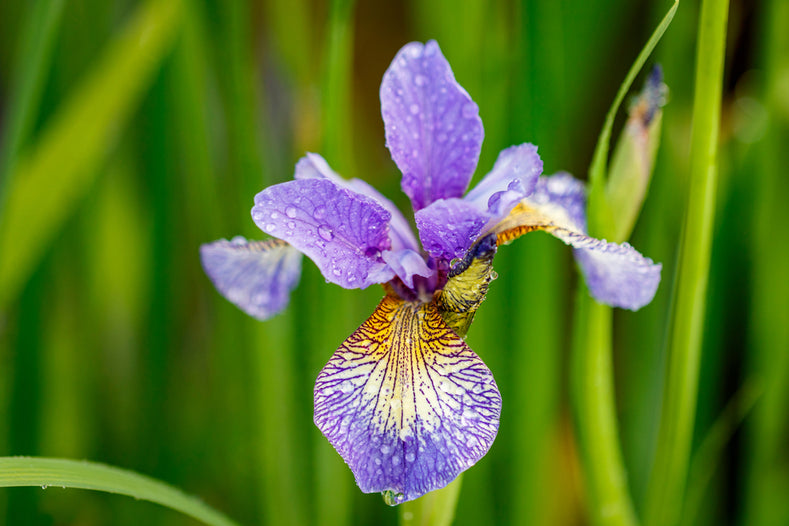 Anleitung zum Anpflanzen: Wie man Iris anpflanzt