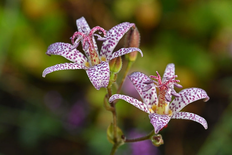 Anleitung zum Anpflanzen: Wie man Tricyrtis (Krötenlilien) anpflanzt