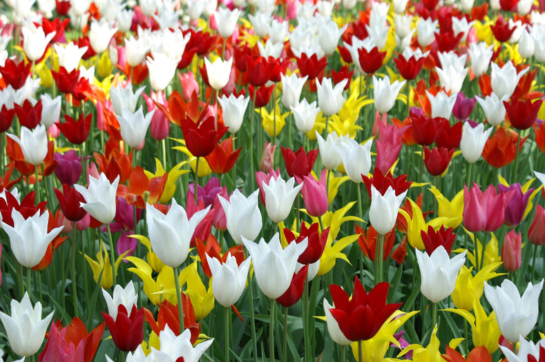 Lilienblütige Tulpen