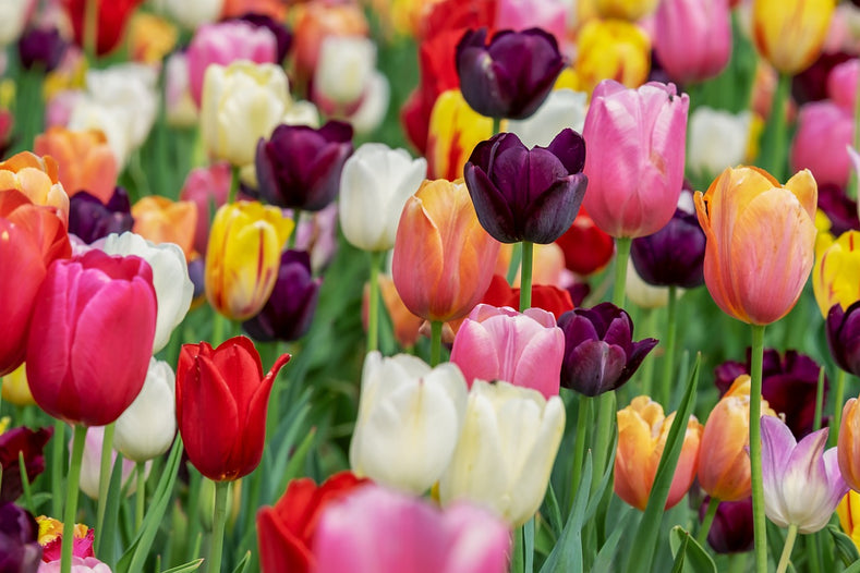 Tulpen Zwiebeln | DutchGrown