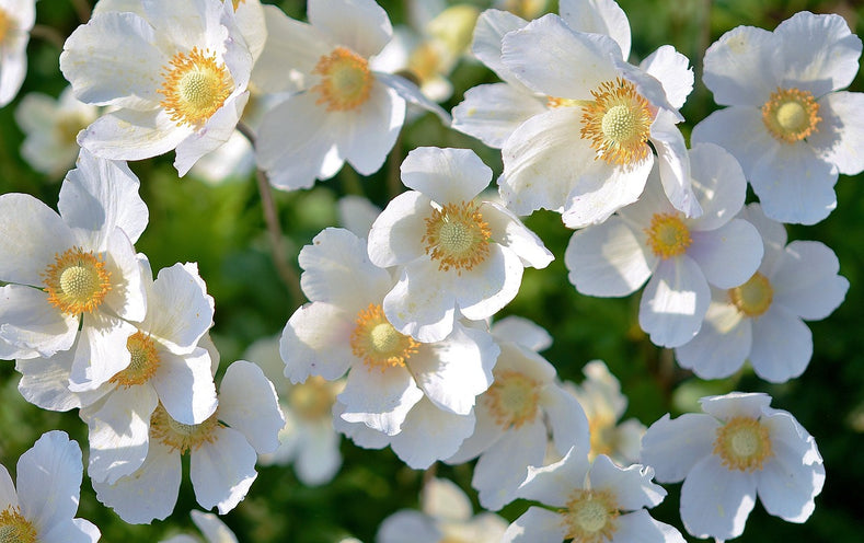 Anemonen () Anemonen