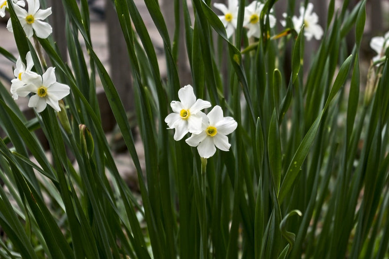 Narzisse Paperwhite - Was Sie nach der Blüte tun sollten