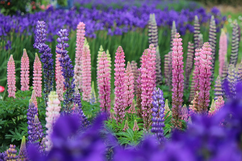 Lupinen | DutchGrown