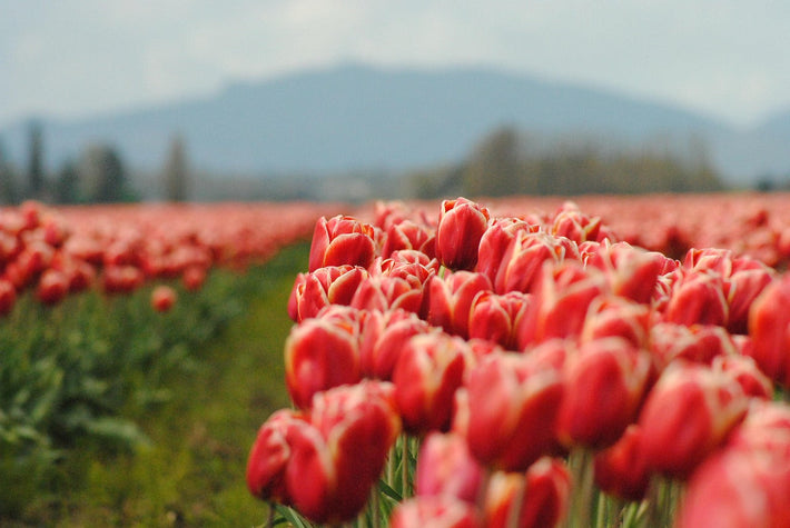 Wann pflanzt man Tulpenzwiebeln? [Pflanzanleitung]